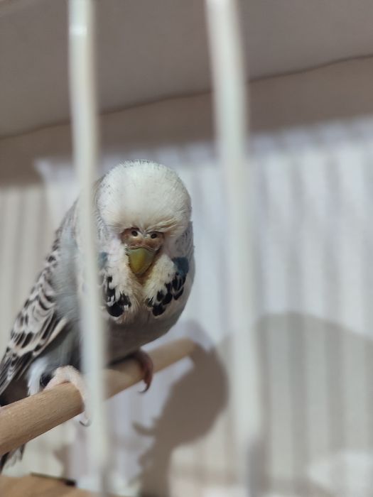 Изложбени папагали