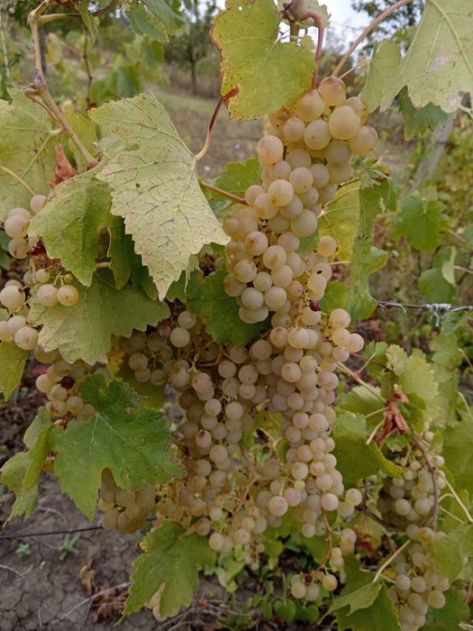 Vând struguri pentru vin