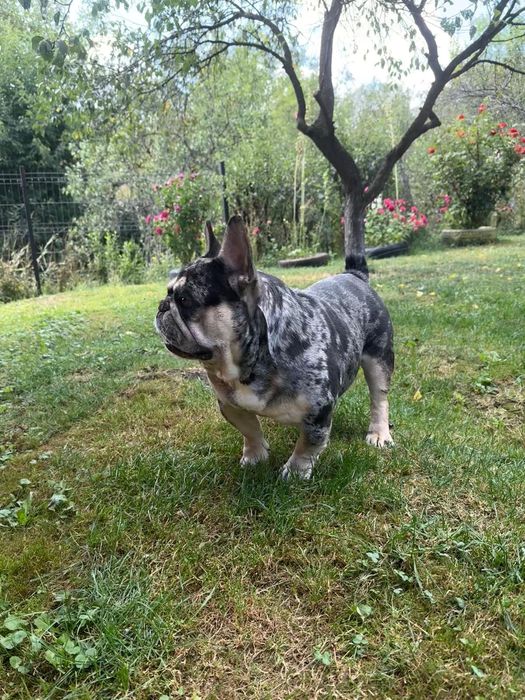 Bulldog francez merle
