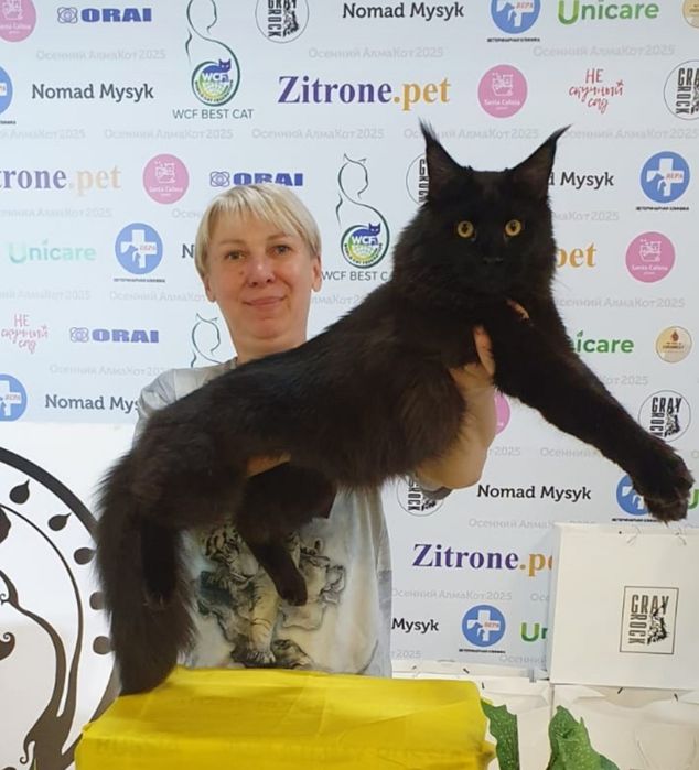 Котята породы Мейн-кун