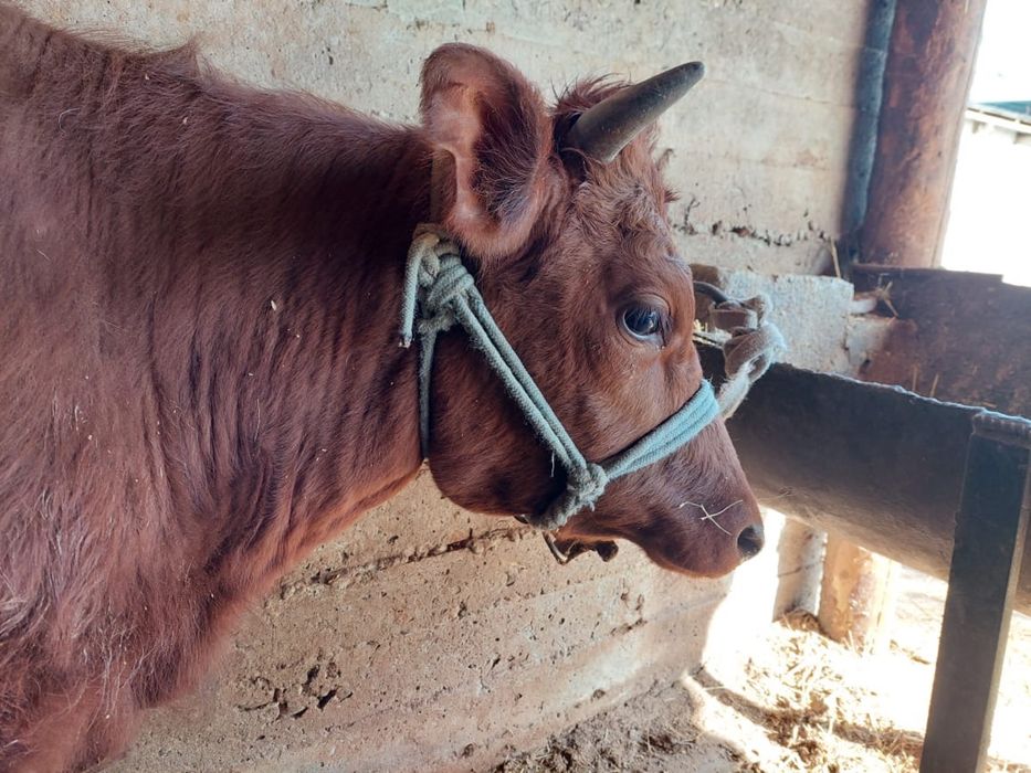 Сиыр, құнажын, корова