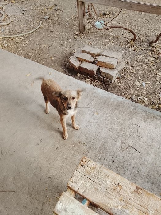 Отдаются щенки , в добрые руки с дальнейшим отслеживанием судьбы .