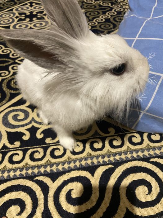 продам декоротивного кролика