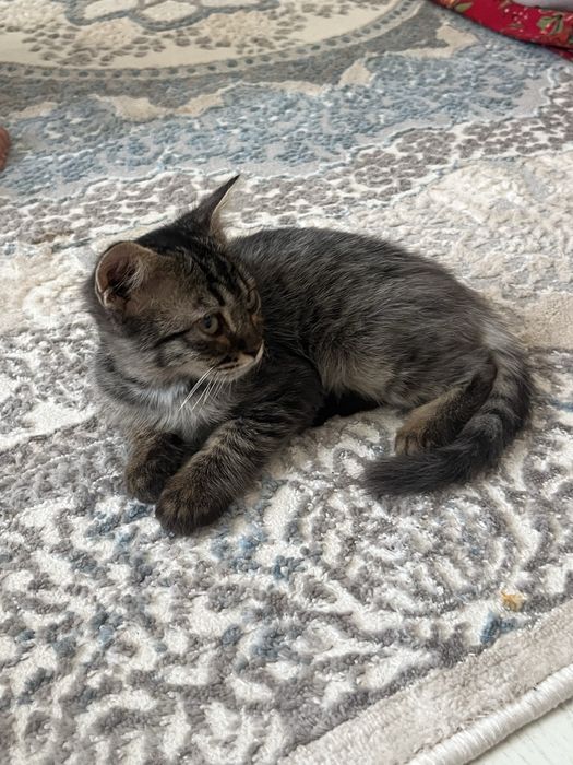 Котёнка Мальчик