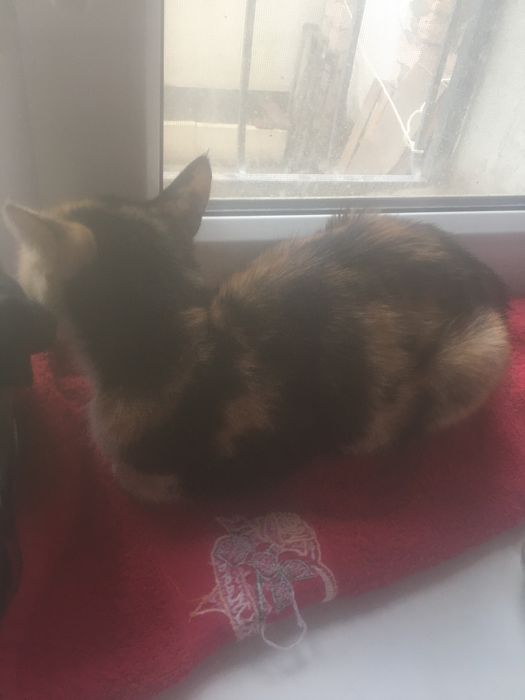 Кошка уличная девочка