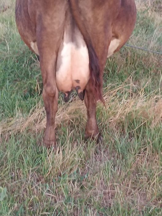 Vând vaca cu vitel fatata de 3 zile