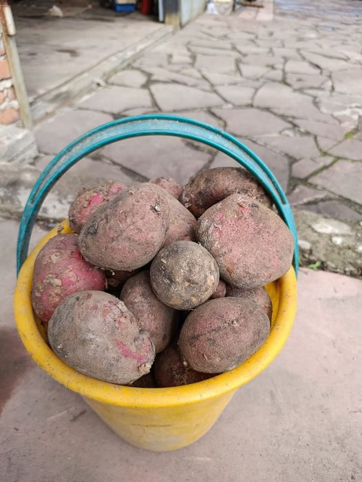 Продам картофель едовой