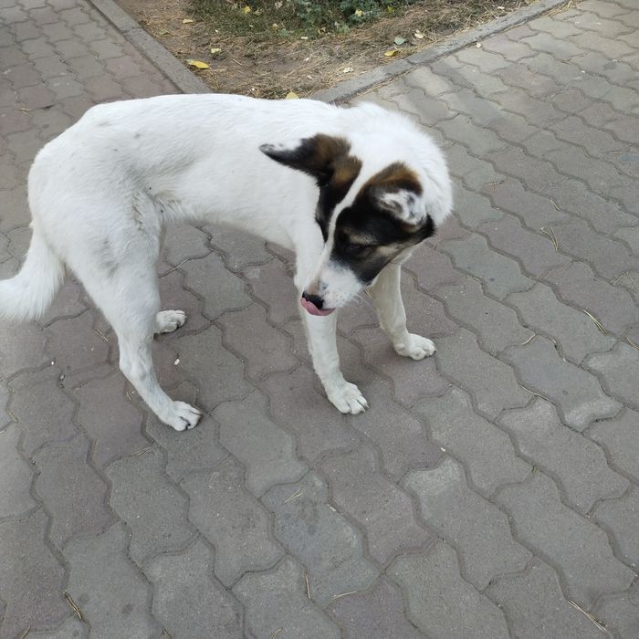 Собака в добрые руки