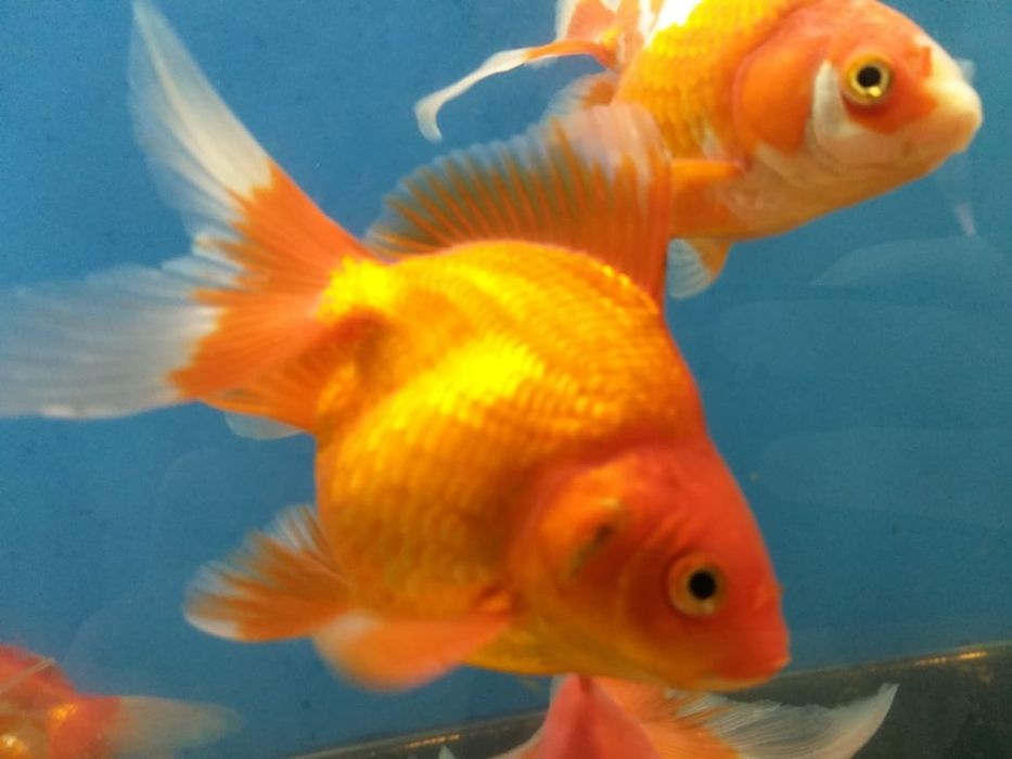 Золотые акквариумные рыбки