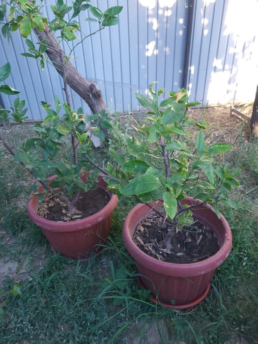 Дерево лимона, 4 шт