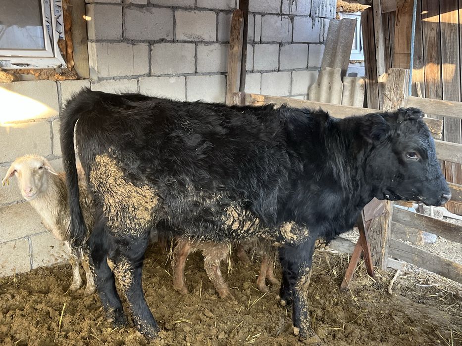 Продам телочку…….