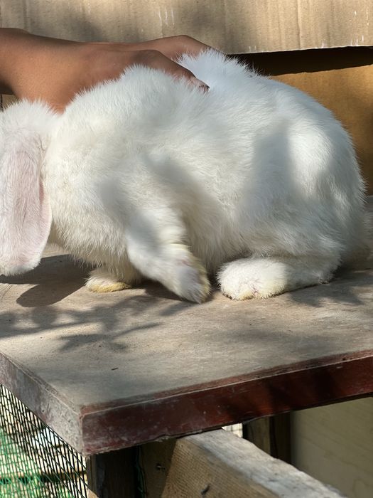 Karlikoviy baran almazglaz quyon samets dekorotivniy