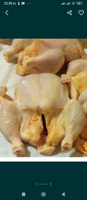 Продам куры бройлеров