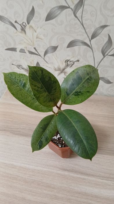 Продам комнатные цветы