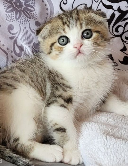 Шикарные котята девочки, 1.5 мес