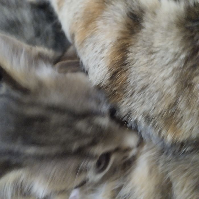 Котенок мальчик полосатый серый