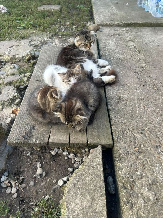Pisici spre adopție