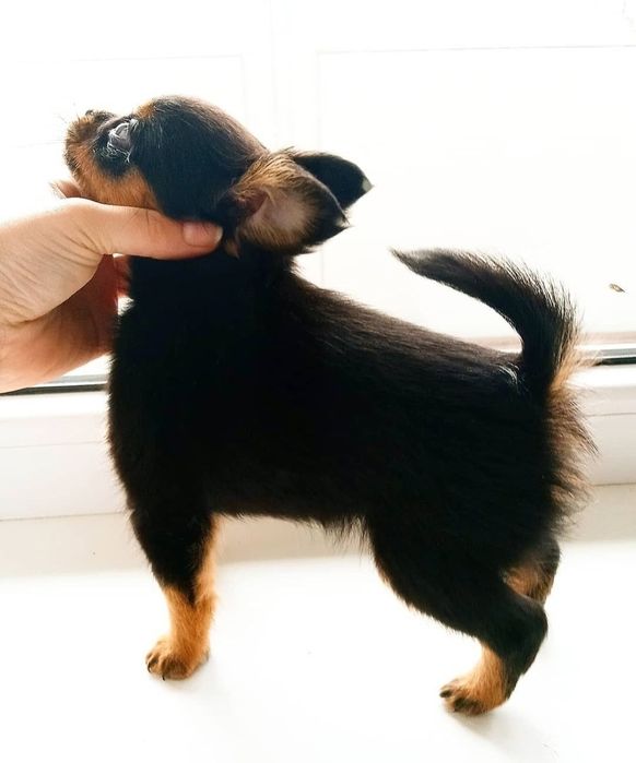 Ищем невесту  для  кобеля