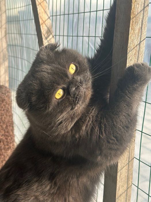 Сккотиш фоллд  .