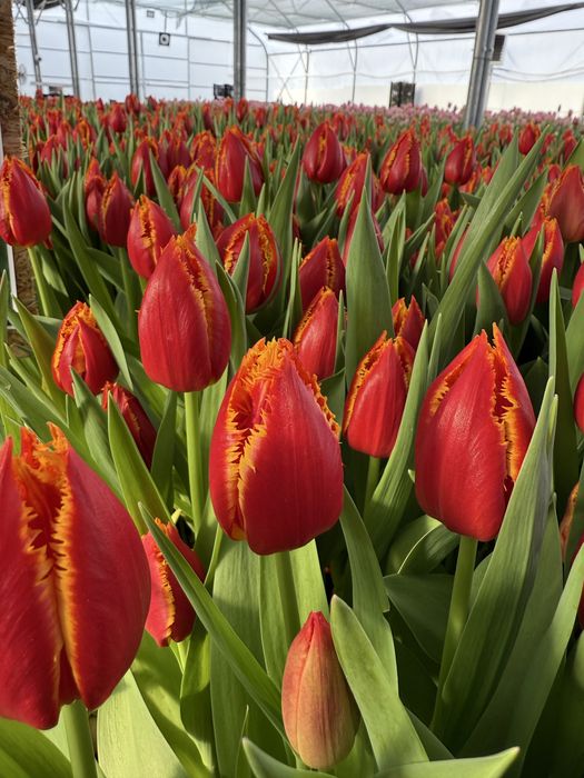 Луковицы тюльпанов