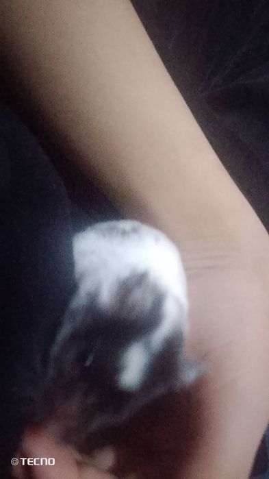 продам хомякаааа