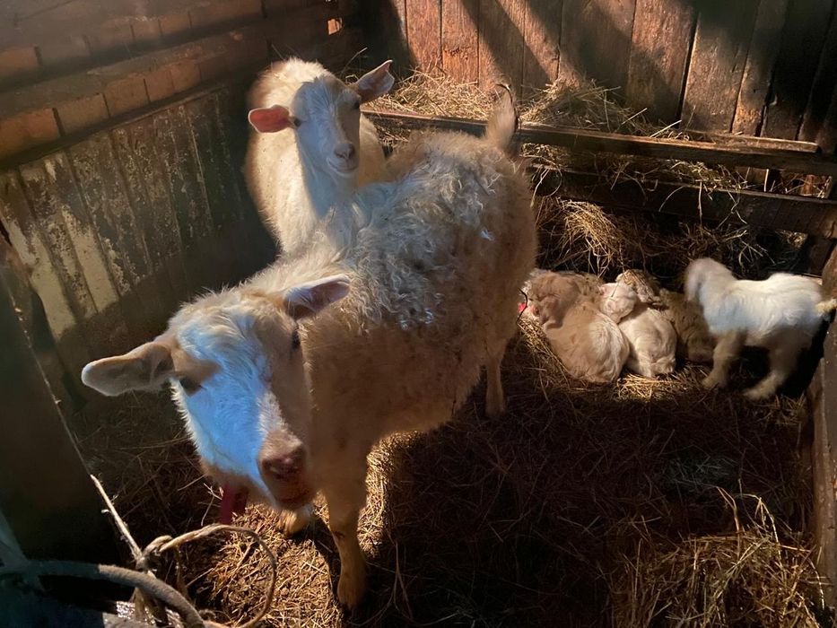 Козы Козы Козлята