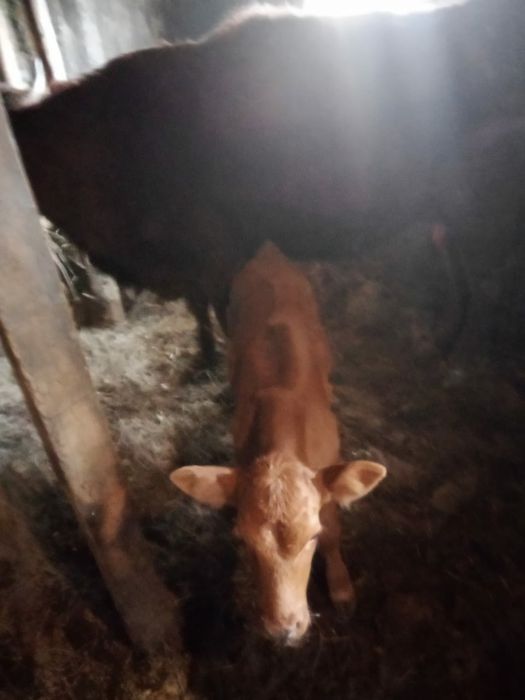 Продам двух коров с телятами.