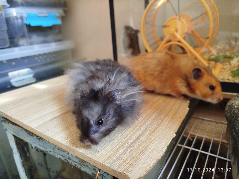 Хомячки домашние,здоровые