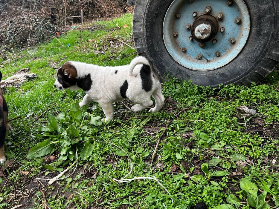 Toza qonli 1yarm oyli alabay bolari sotiladi