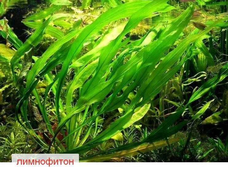 аквариумные растения