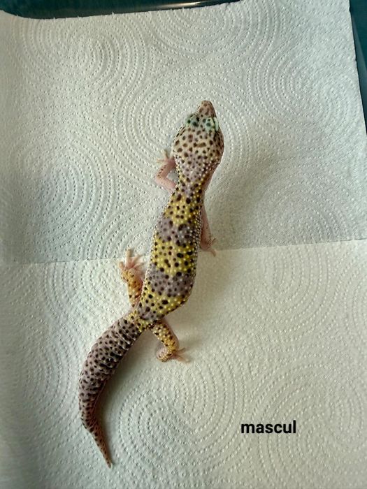 Șopârlă Gecko Leopard