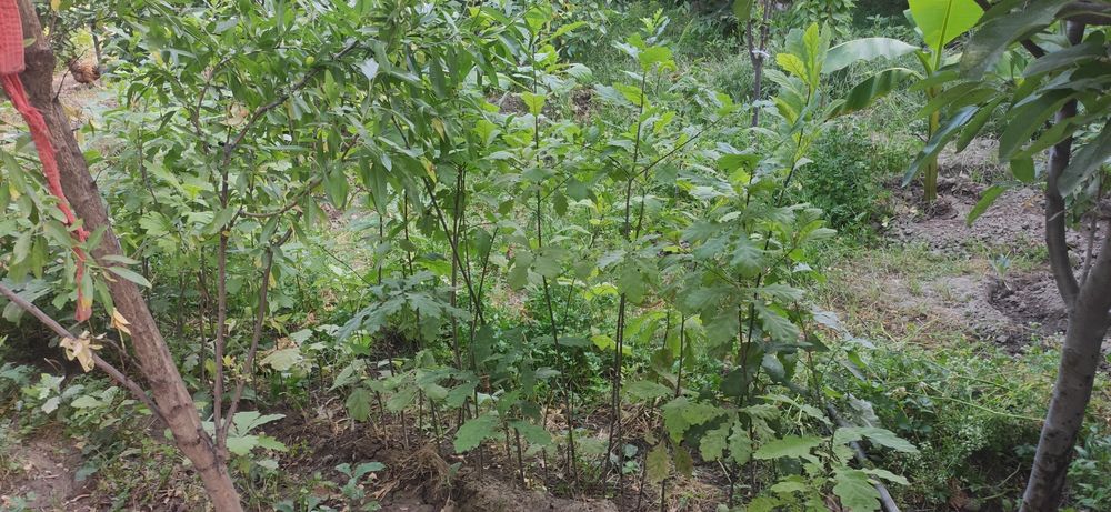 Дерево Дуб высота 1.5метр