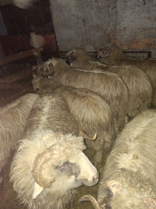 Vând berbeci  mai multe detalii la nr de telefon