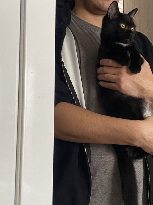 Котики мальчики ищут дом