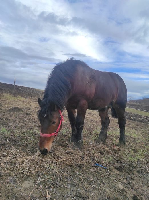 Mânz, un an și jumătate