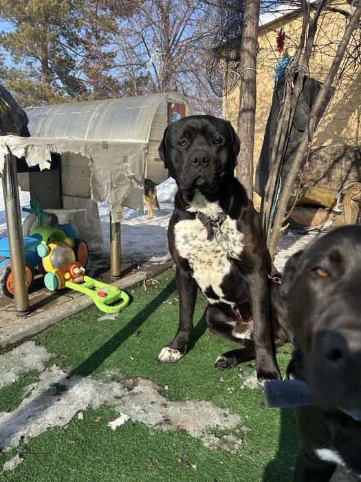 Отдам щенят бесплатно