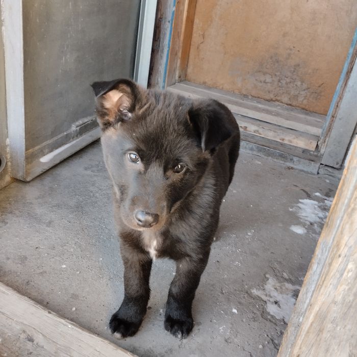 Отдам в добрые руки