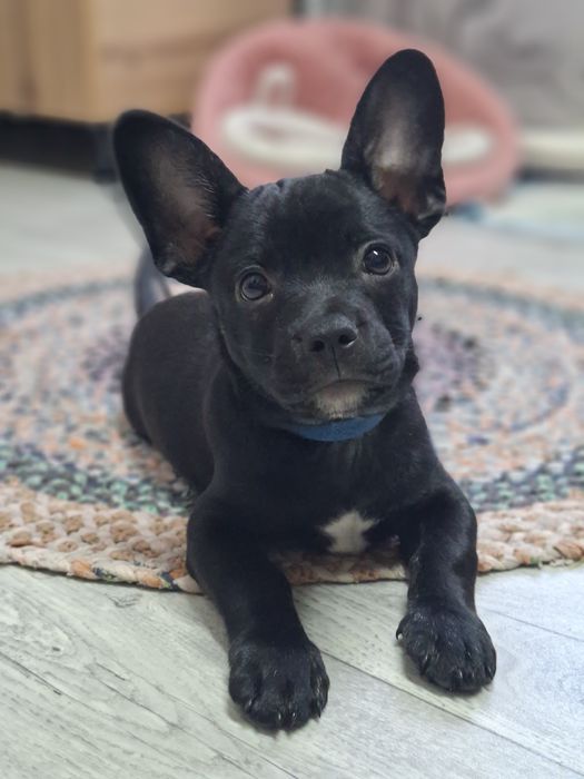 Продам французского бульдога