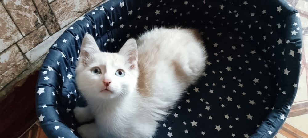Отдам в добрые руки котёнка