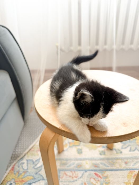 Котенок ищет любящую семью