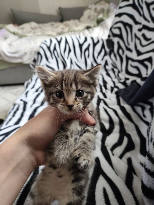Отдам котят в добрые руки