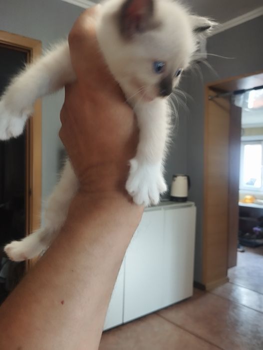 Котята красивые .район мдс