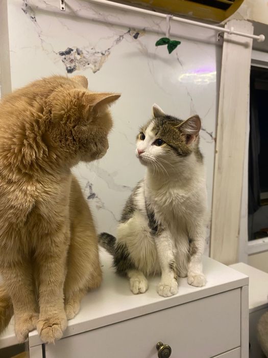 Кот в самые лучшие ручки