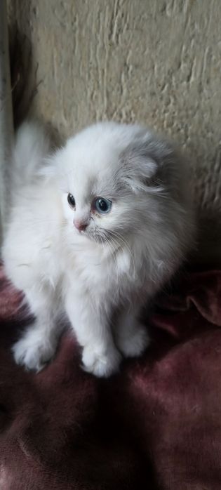 Продаются вислоухие котята