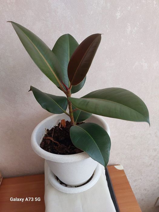 Продам фикус декоративный