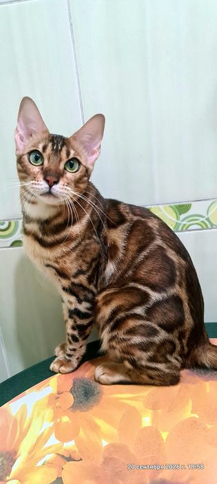 Роскошная бенгальская кошечка от привозных родителей