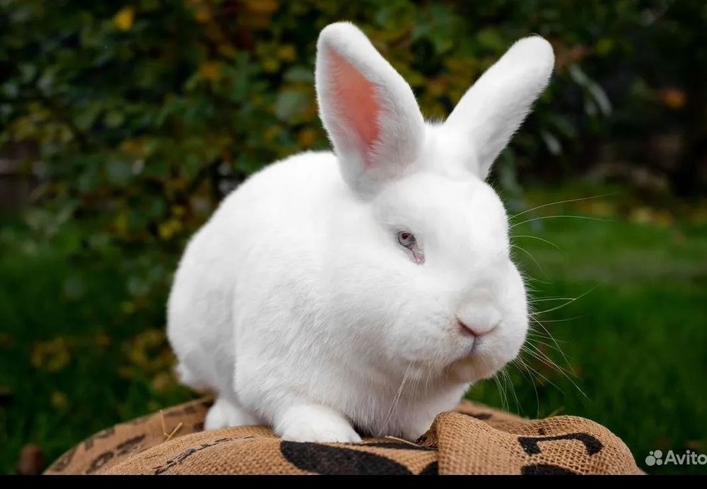 Нвозеландские кролики