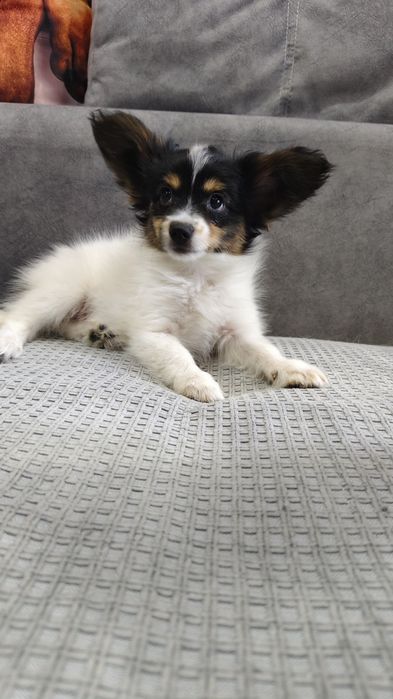 Продается щенок папийона