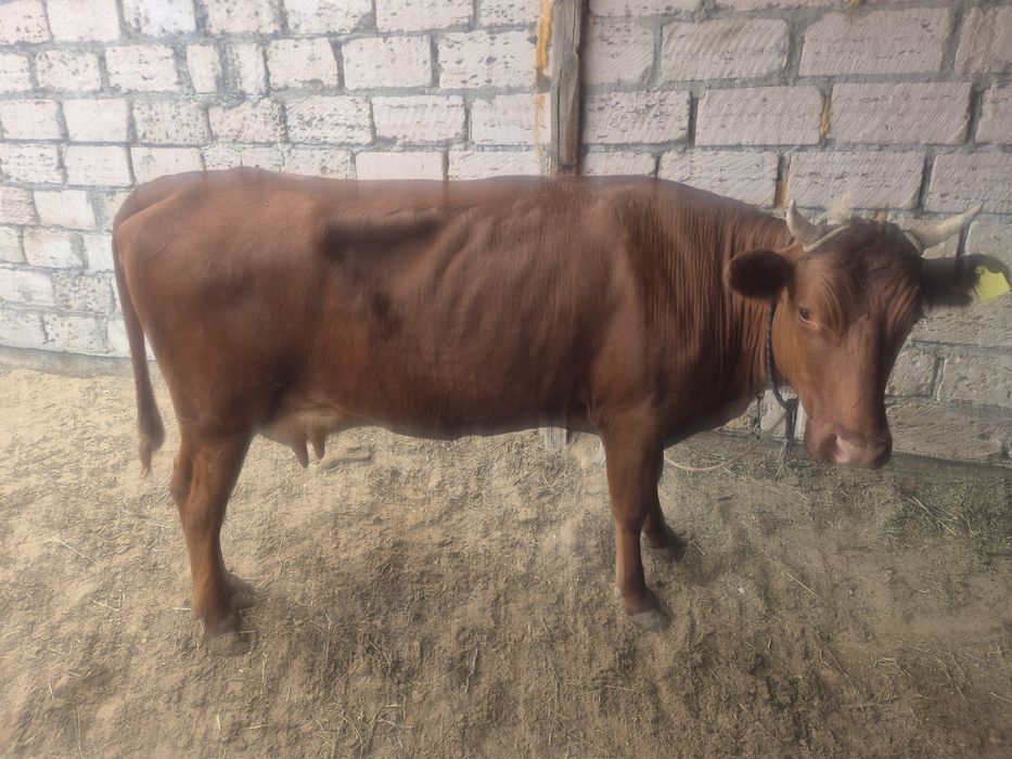 Срочно сатылымда  бузаулы сийр