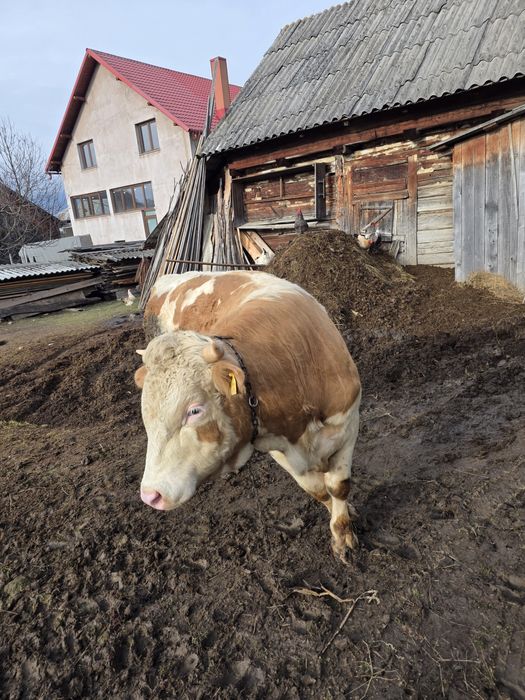 Taur de vânzare de 2.7ani